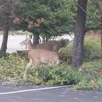 Profile picture of Gabriela Sandoval Ramírez
